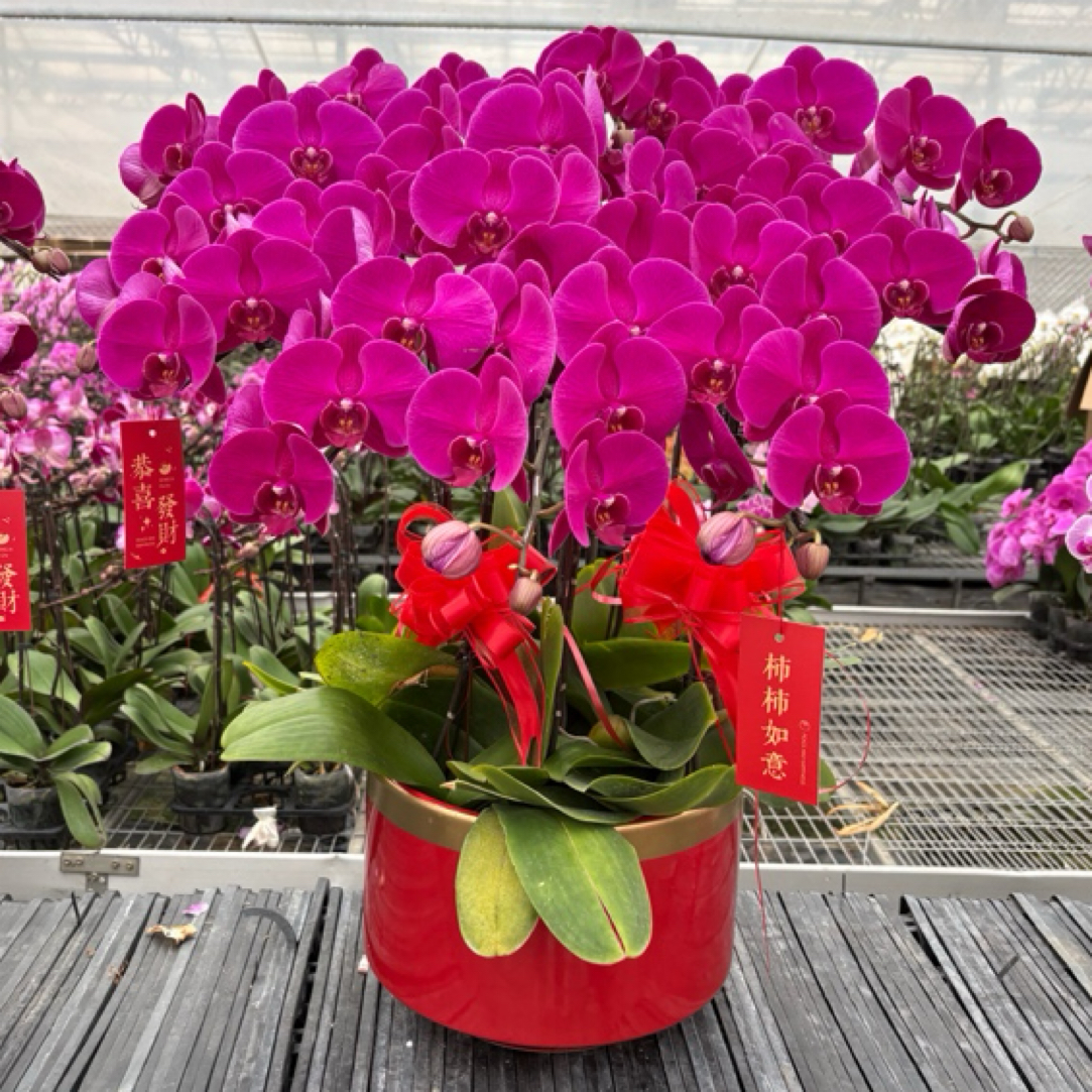 大辣椒生鲜植物组盆默认微瑕进勿拍谢谢配合