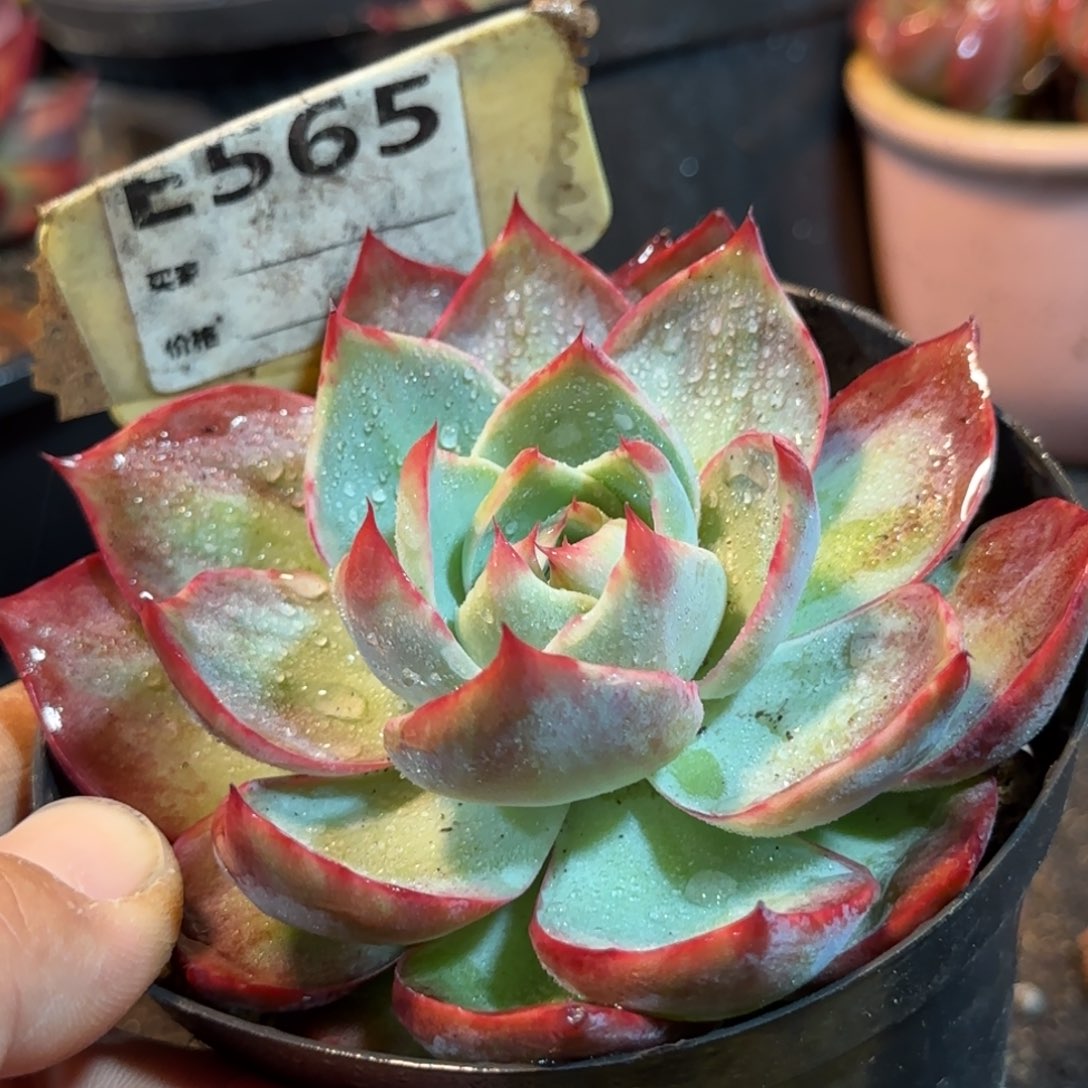 惊鸿一物一拍包装收缩花旱565