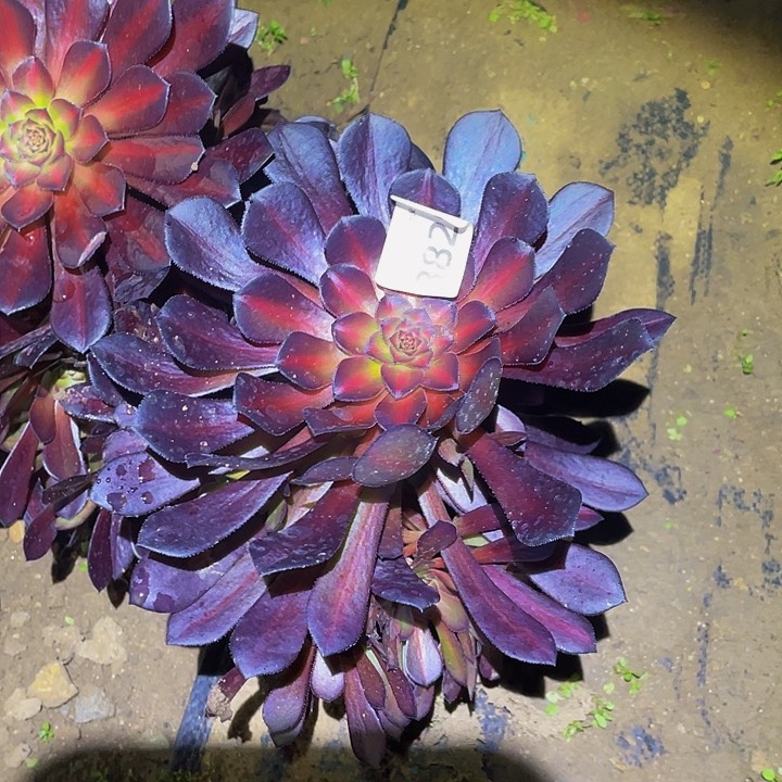 3829月亮石多肉植物