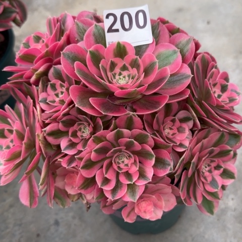 200女巫22厘米左右