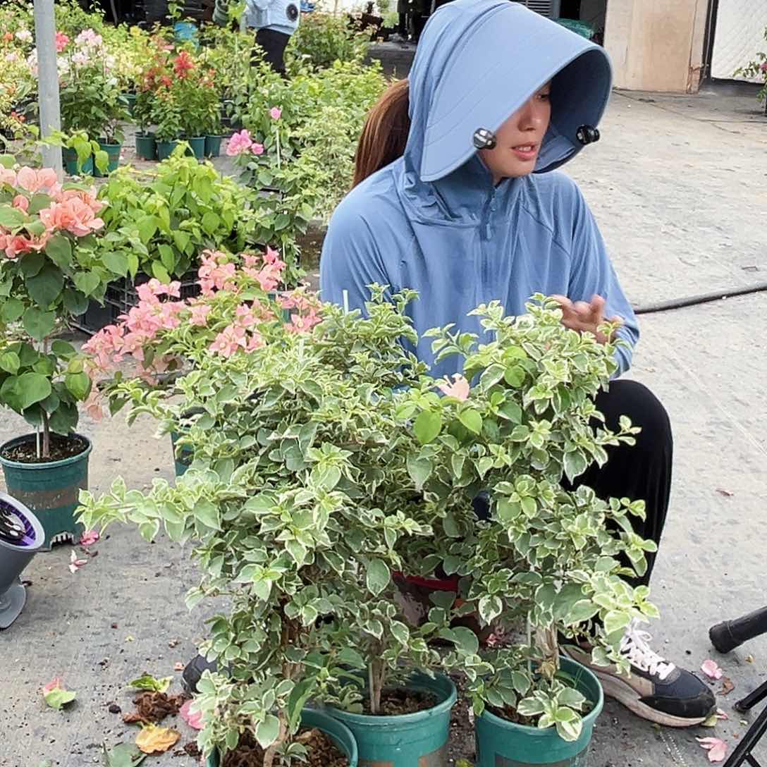 大部分开放少量花苞少女心一颗