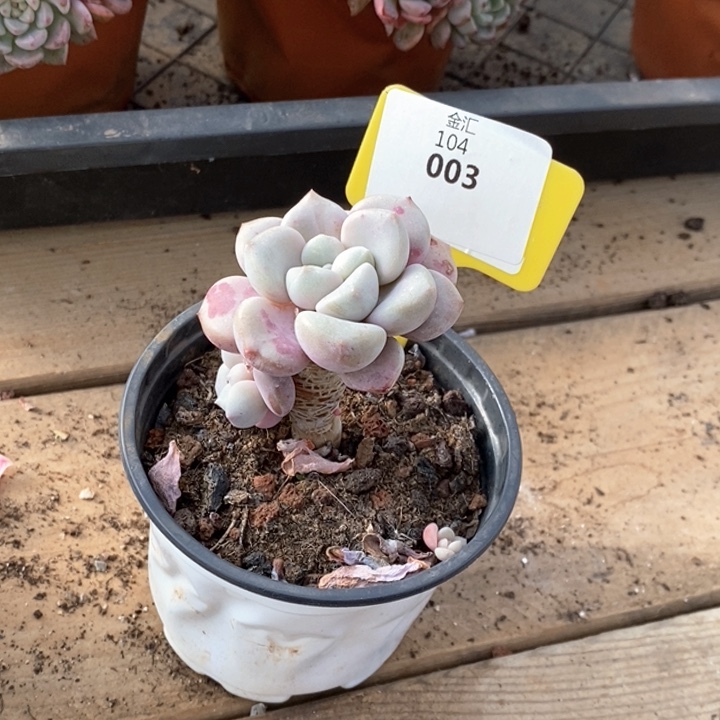 104003白鹭小老桩 