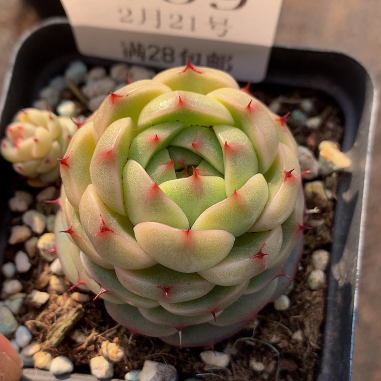 【闪购商品】云909