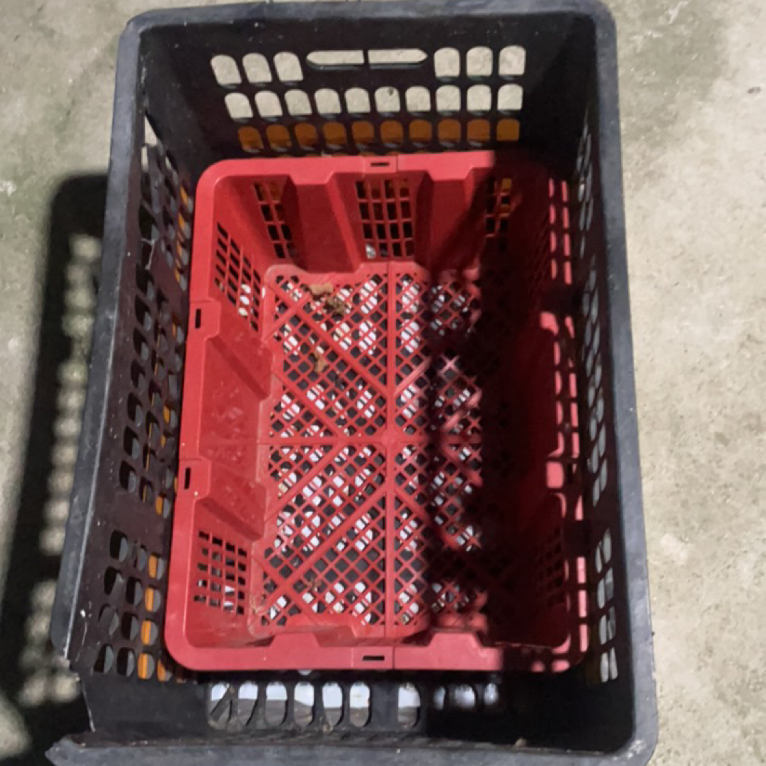 东盟（狮头鹅）宠物鸭 出壳灰（6个）