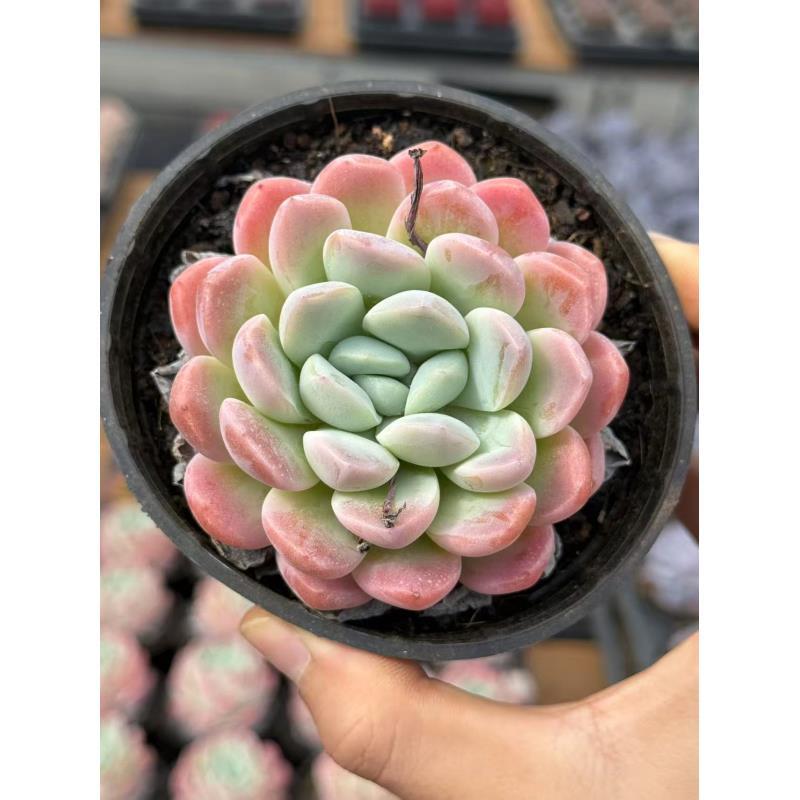 10#月半湾多肉植物     前男友精品多肉sm0309