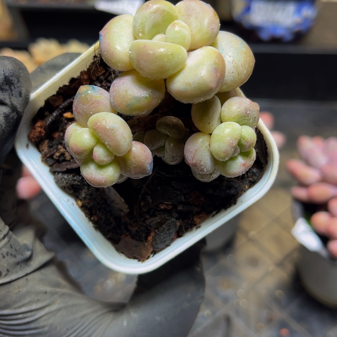 596萤火虫4厘米多肉