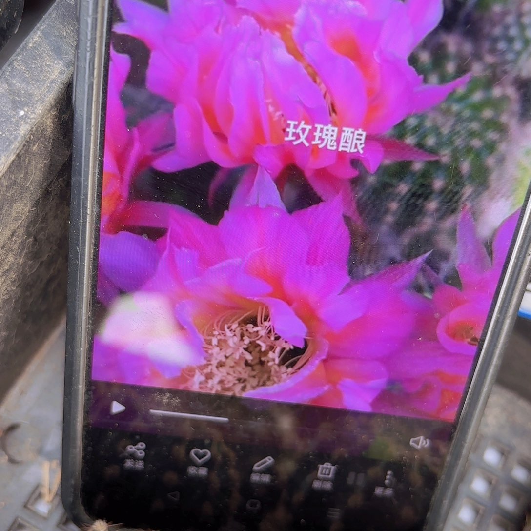 玫瑰酿彩侧牙20包邮仙人球2