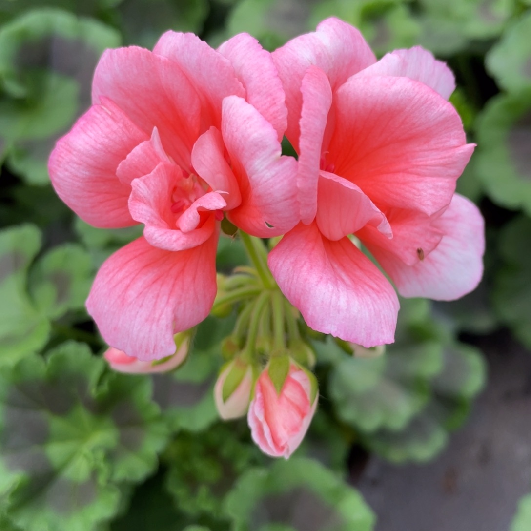 完全开放卡莱斯深硅红