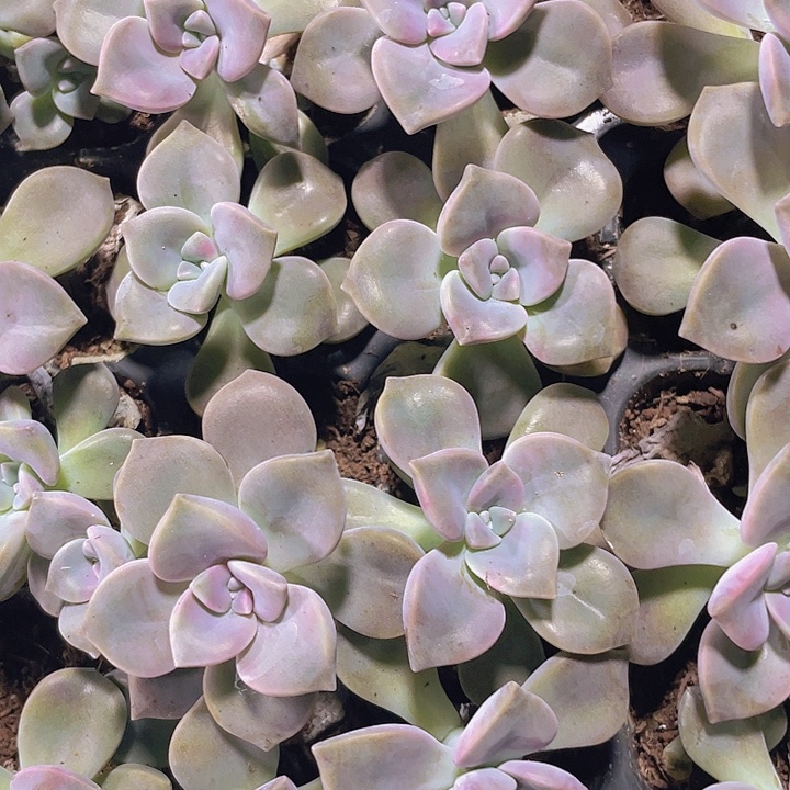 紫乐精品多肉量拍