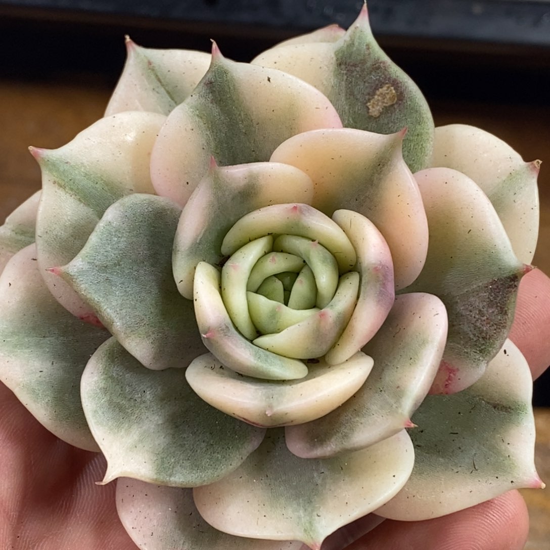 39贝加尔湖锦头盖 小方花圃一物一拍