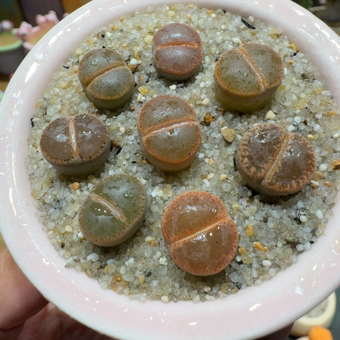 蘑菇1199和田多肉植物