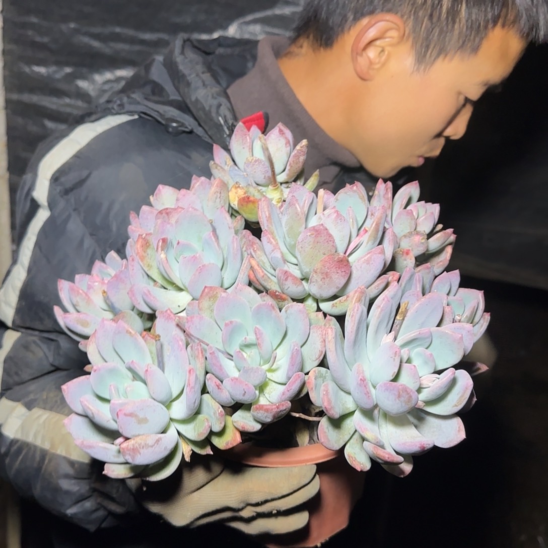 盆栽灰姑娘多肉1棵