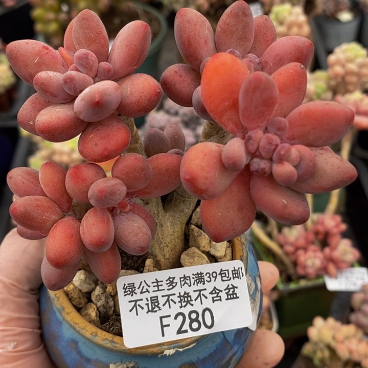 樱花奶老桩280多肉植物