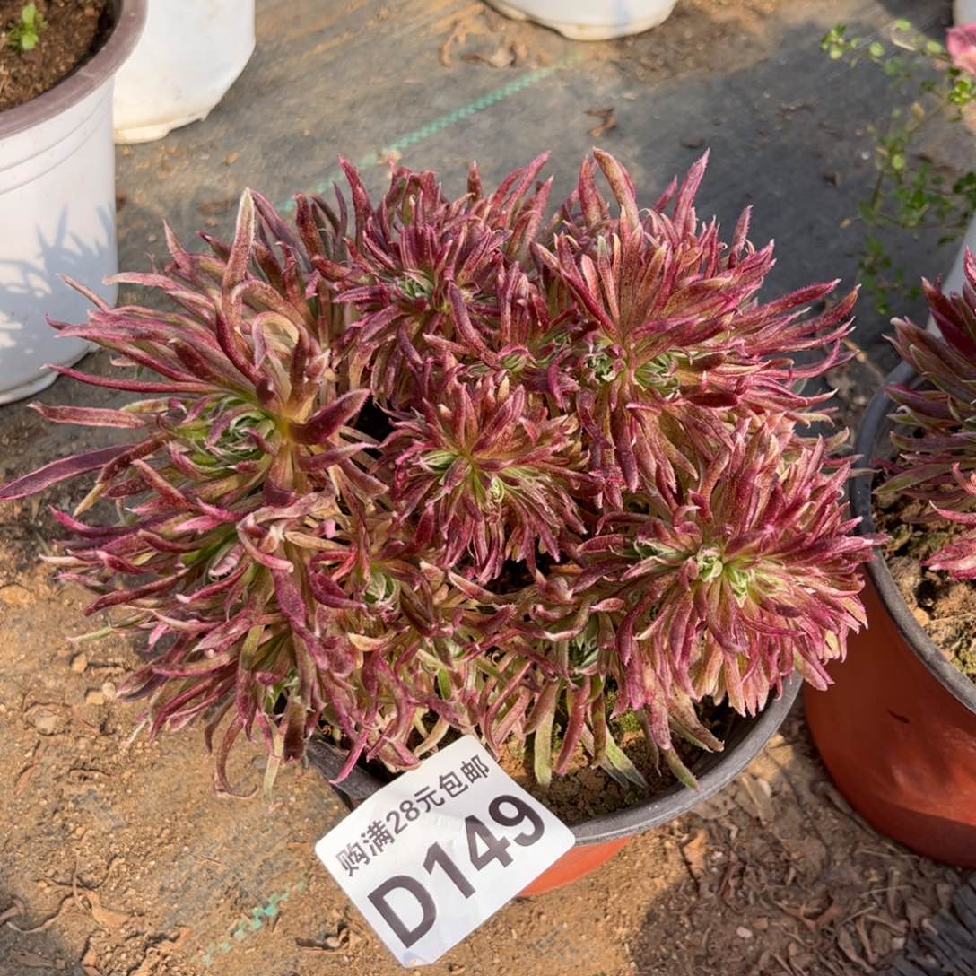 149多肉植物金丝菊朵缀化