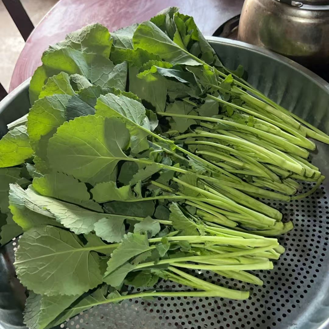 贵州农家种植新鲜油菜苗现扯现发新鲜油菜苗