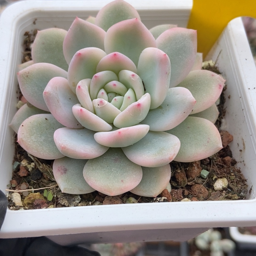 953梦露锦多肉植物
