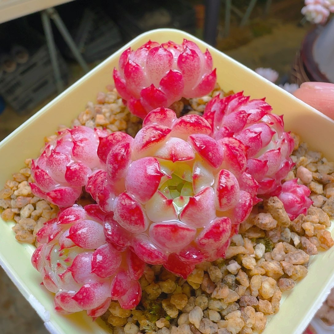 小红包，022，仙农出品多肉