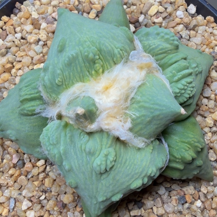 石***头无敌的达摩特宽叶外星怒要爆了