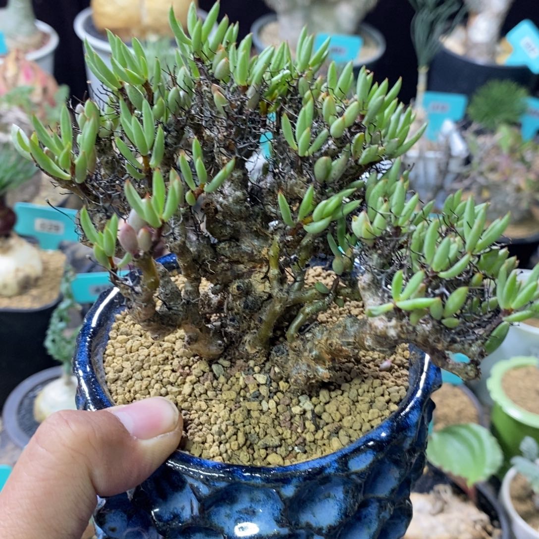 产地黑曼巴多肉植物