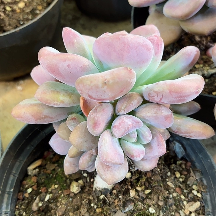 圆叶奥普琳娜老桩一物一拍33号