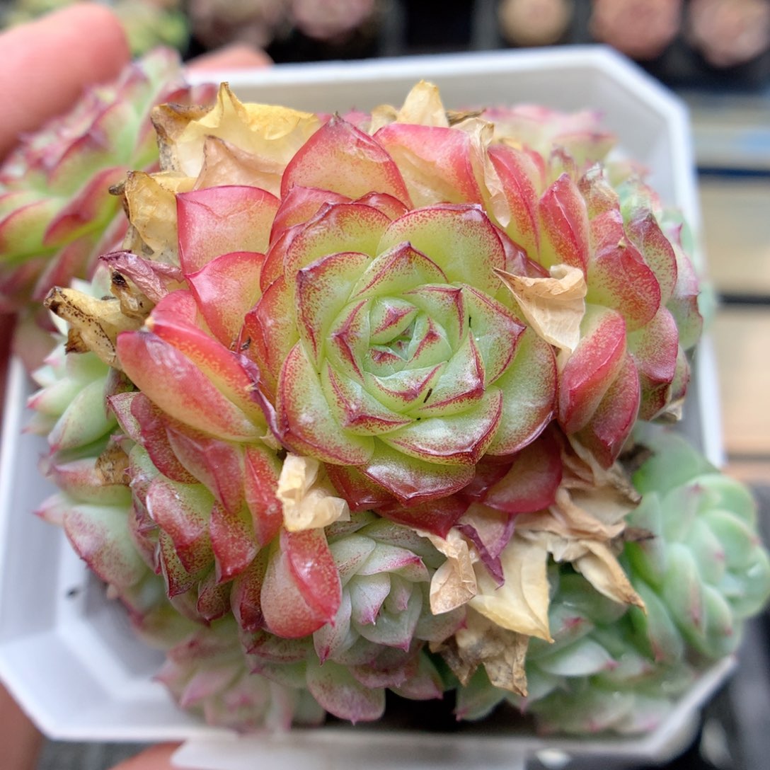 G88优选山茶花麦女