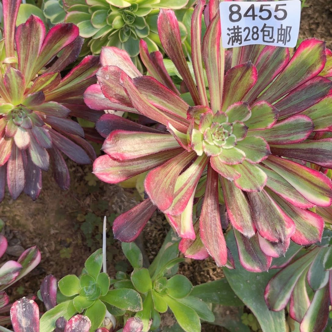 B. 8455处理同花顺多肉