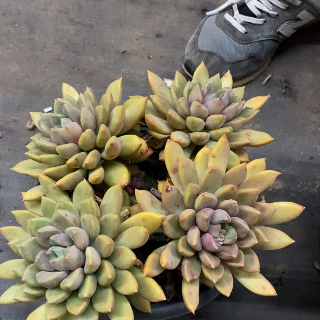 黄金象牙四大头起发，260杯