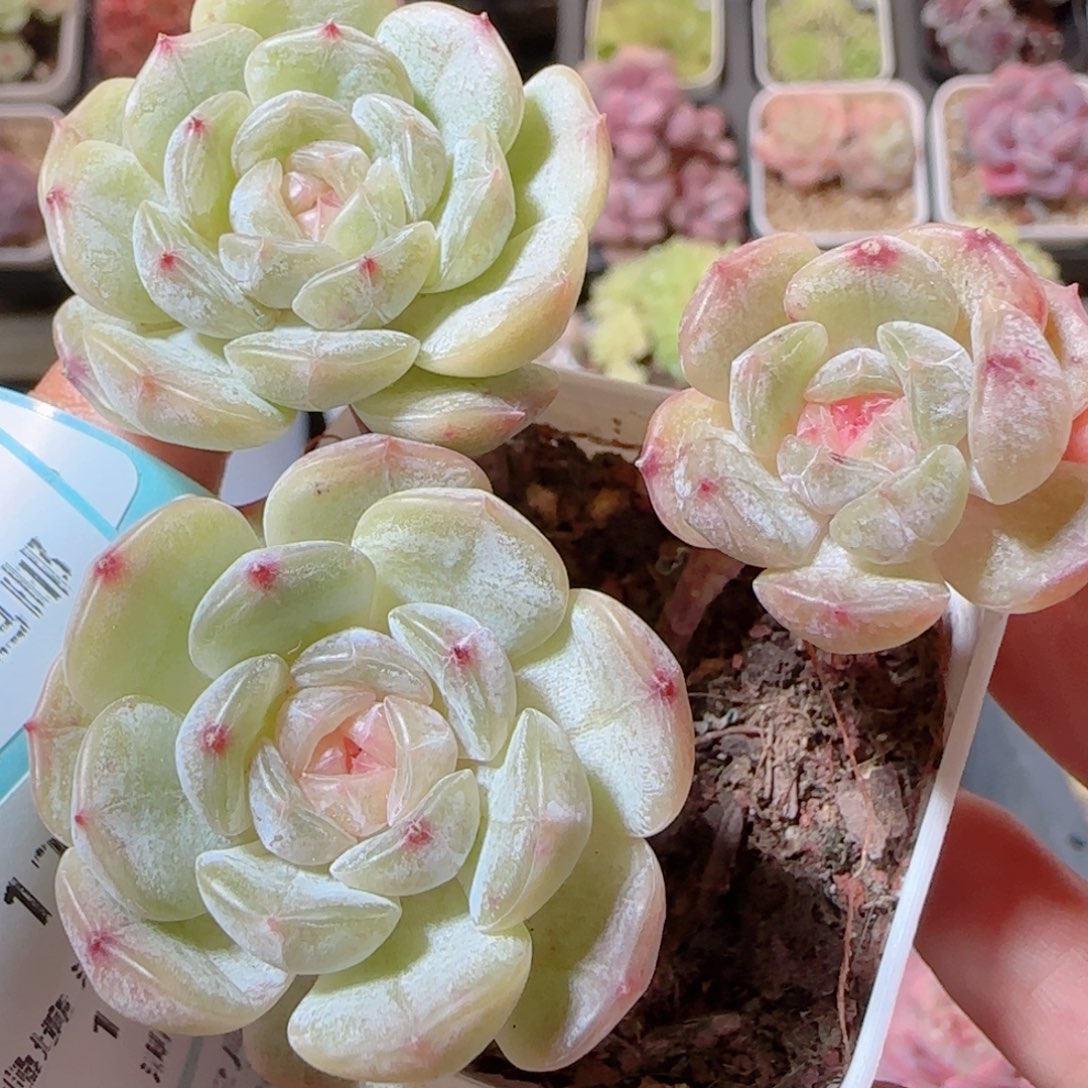 花语多肉1205-287白恋