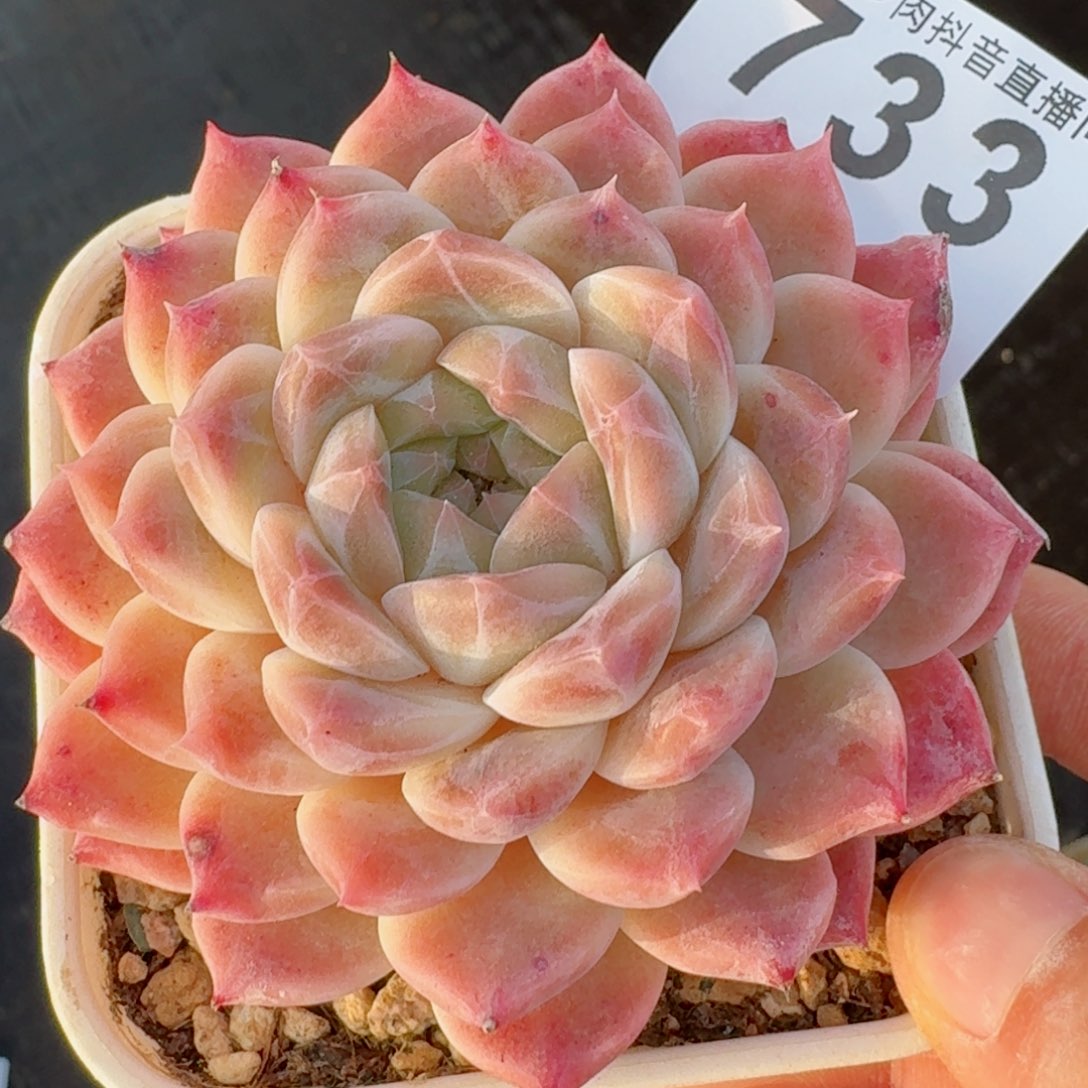 冰魄母本         精品多肉