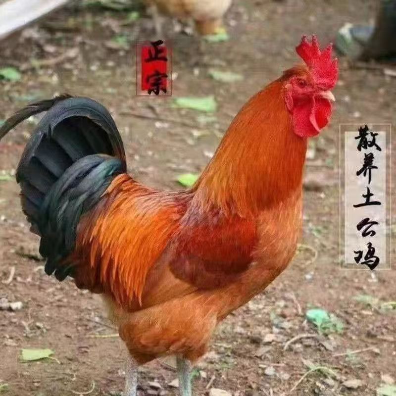 （10只装）一月龄 九斤红 大公鸡