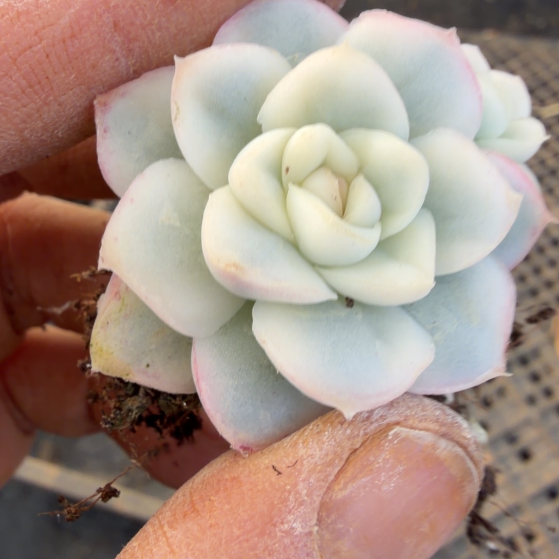 12-19白鸢锦一颗量拍发货