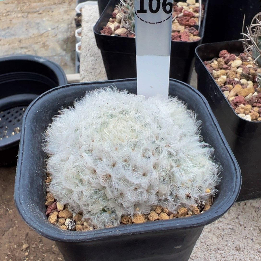 *****106实生根白星多肉植物带盆土