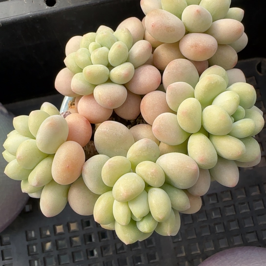 多肉很小看清楚下单拒绝非品质售后50