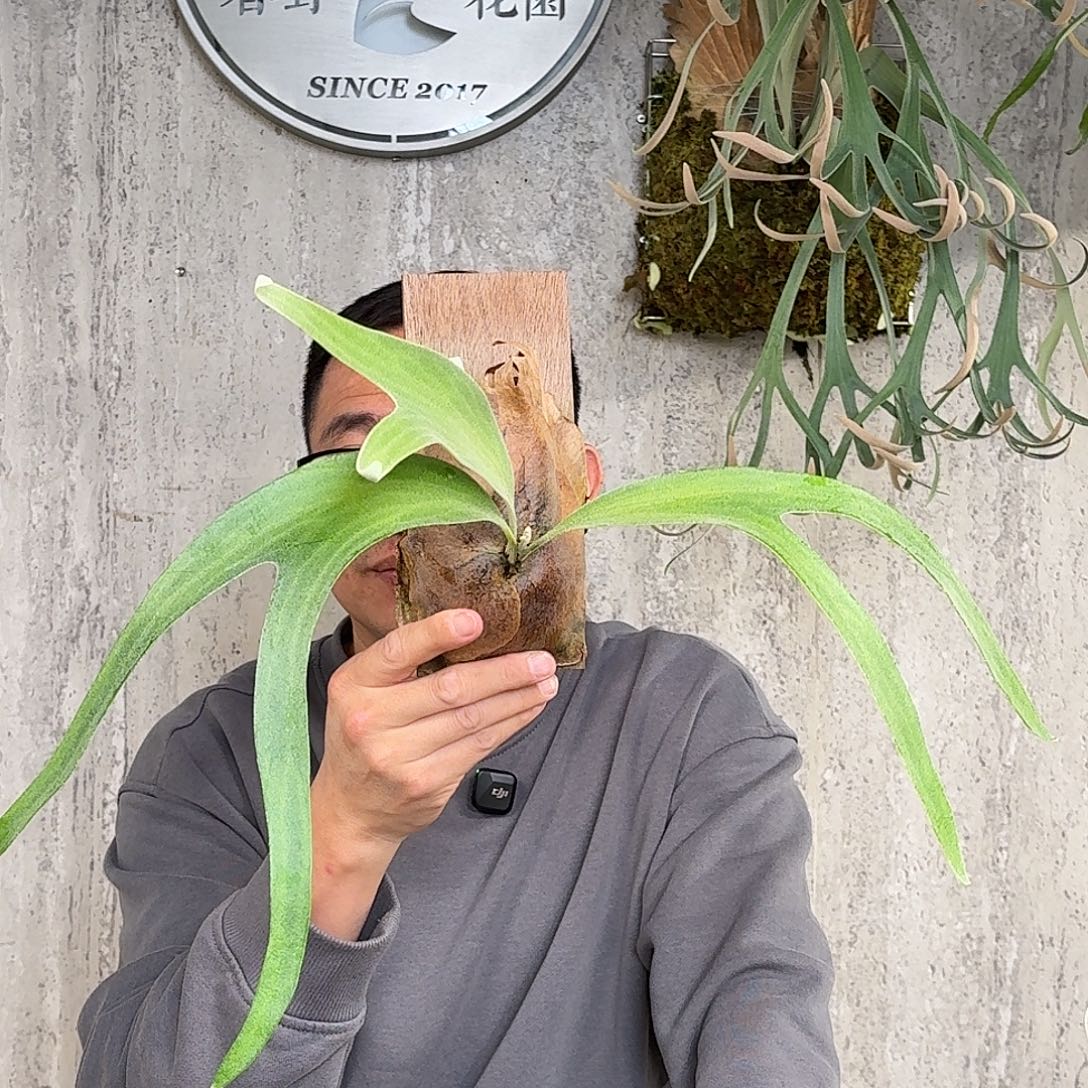 完全开放Bannaa鹿角蕨书签板春野花园