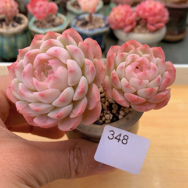 一物一拍满38包邮 348