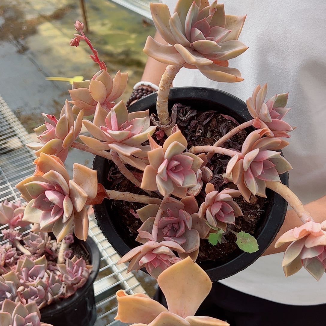 中国初恋整桩整群老桩