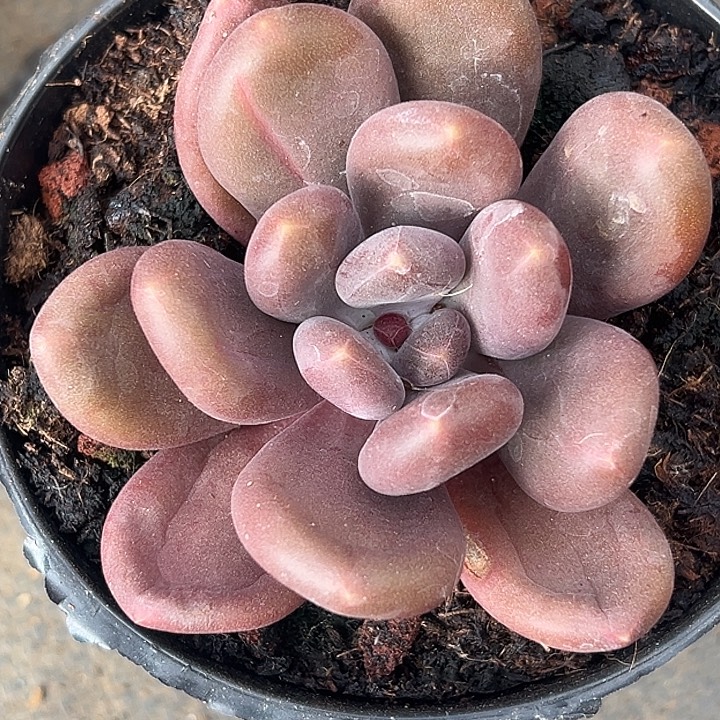 芒果杂交特价一物一拍