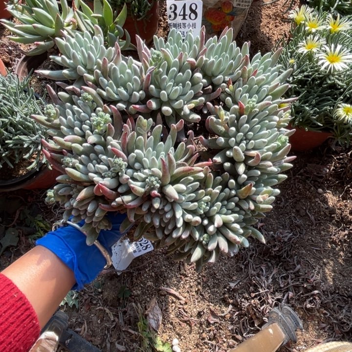 348号雪花多肉植物