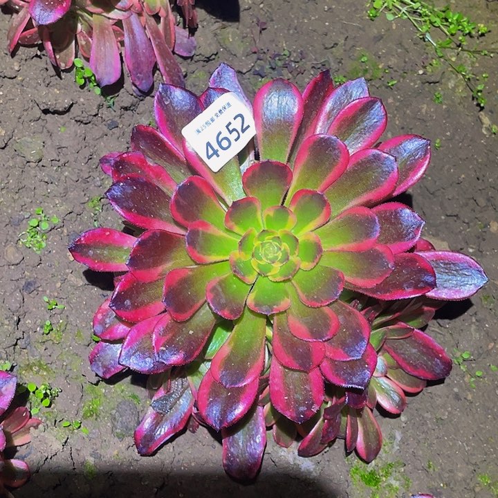 4652水果糖多肉植物