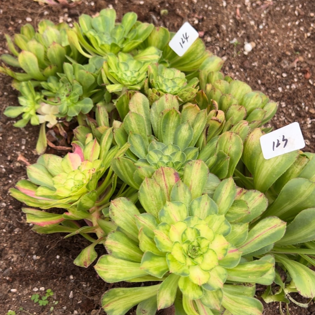 123124知否多肉嘻嘻嘻