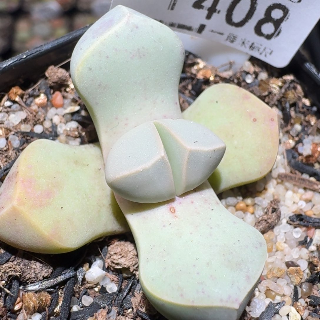 zzz美货福利啦1408