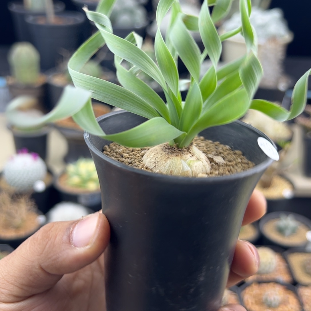 不***№宽弹簧草一物一拍792