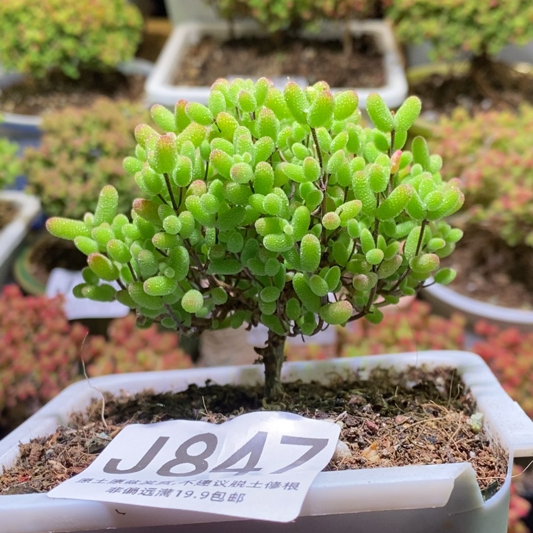 巧****胖金桔糖球枝干番杏J847