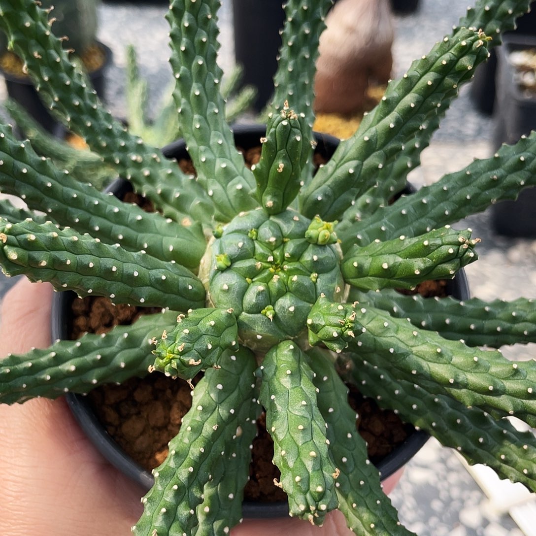 九头龙666666666666