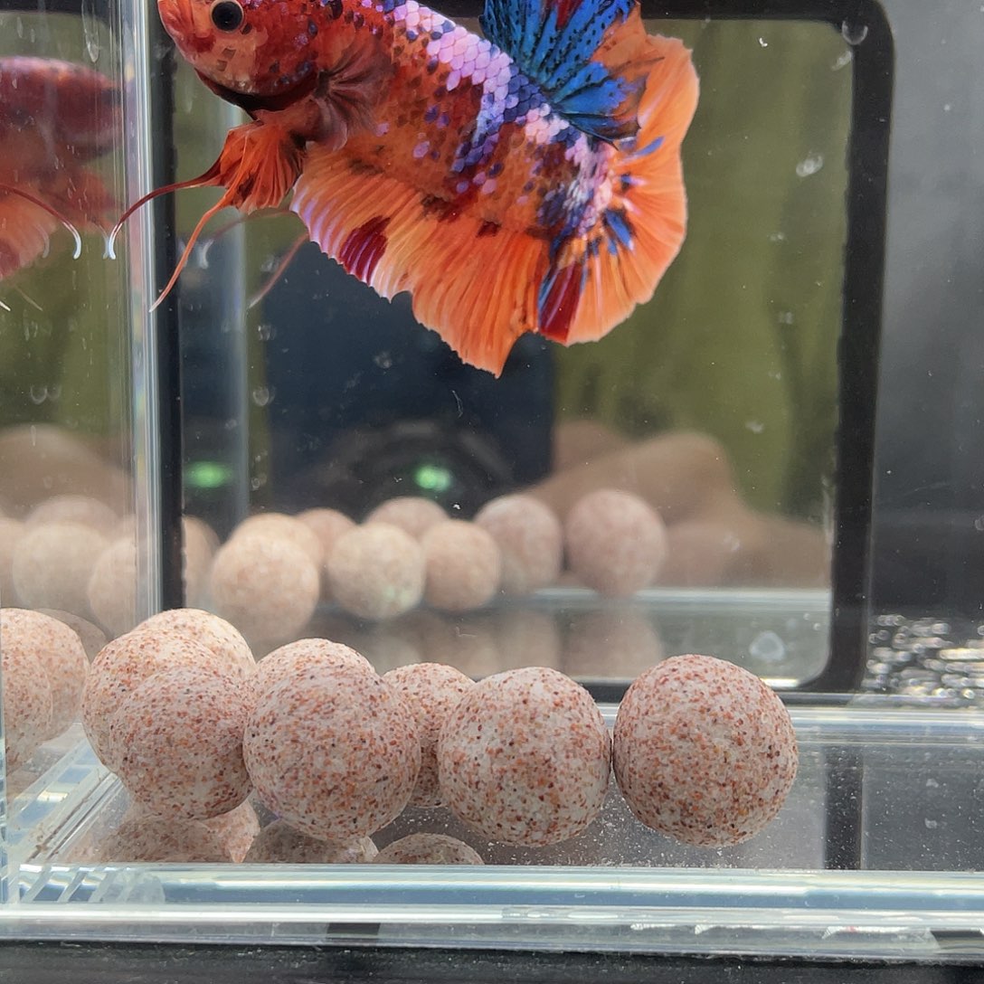 斗鱼12.9巨斗将军 019