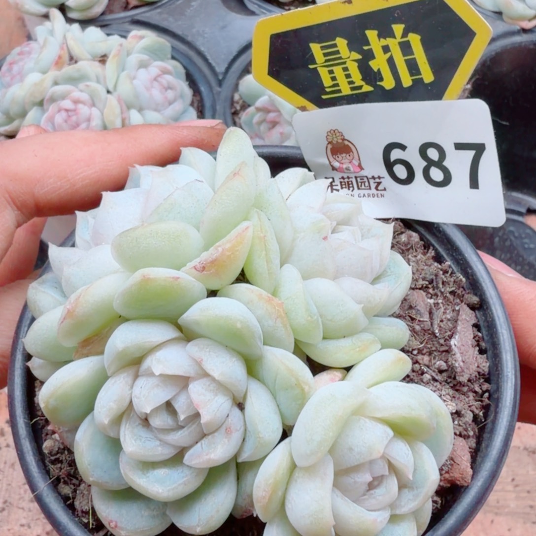 多肉植物多肉植物