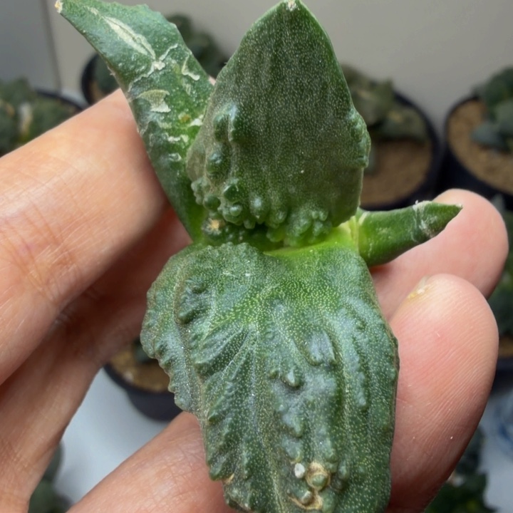 外星怒家的千里马苗