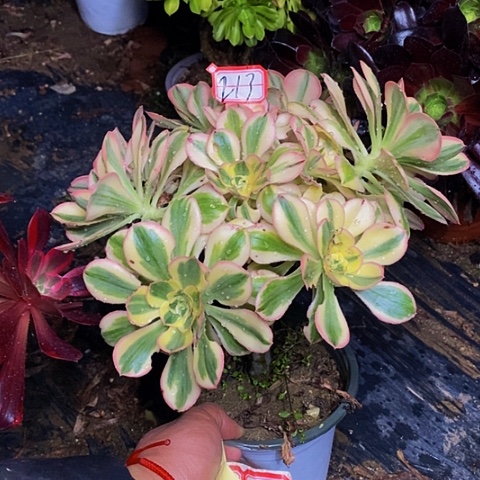 艳日伞老桩多头213链接