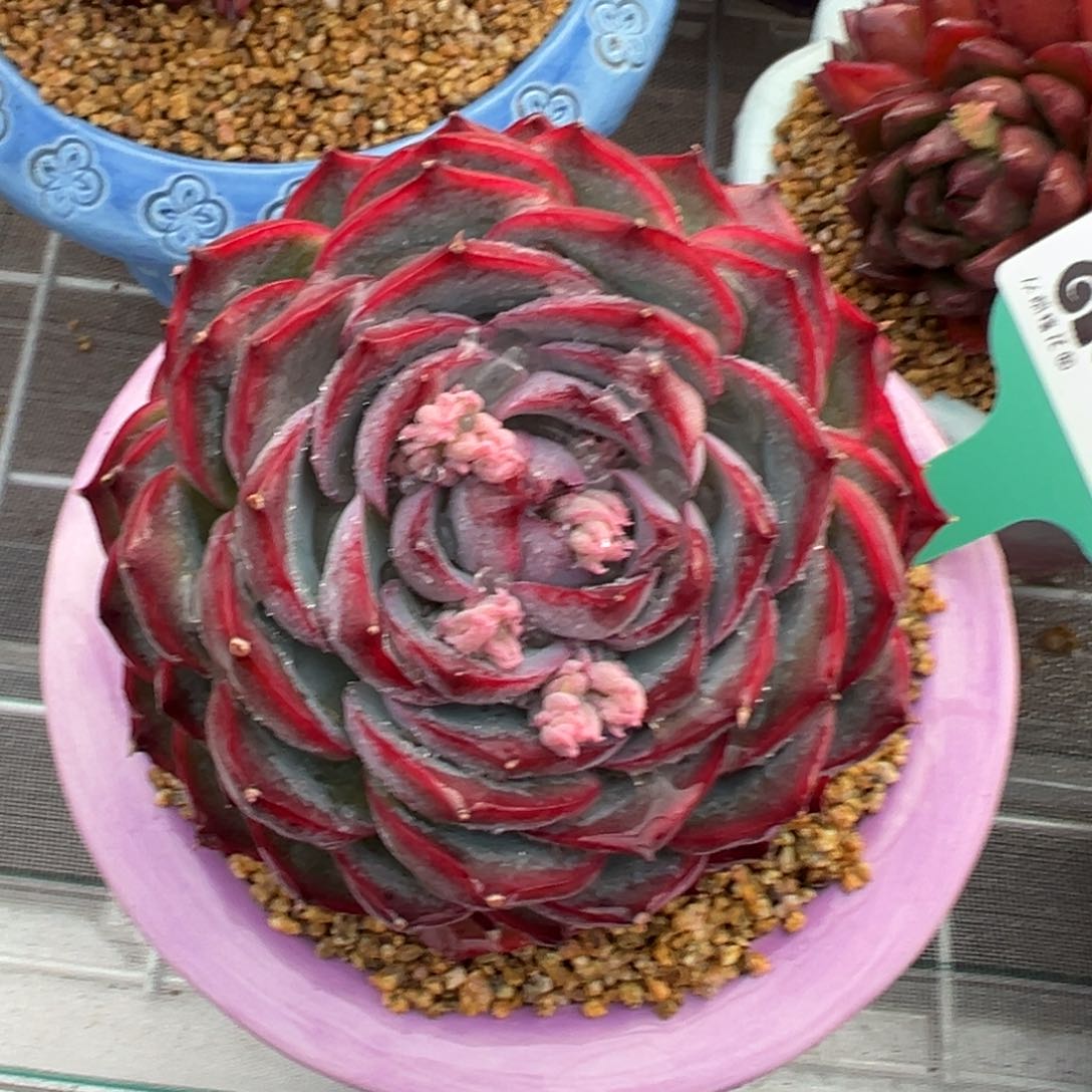 多肉一物一拍0210-12