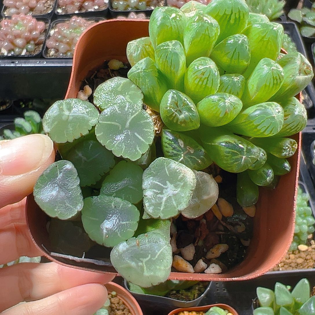 万象玉露多肉植物一颗